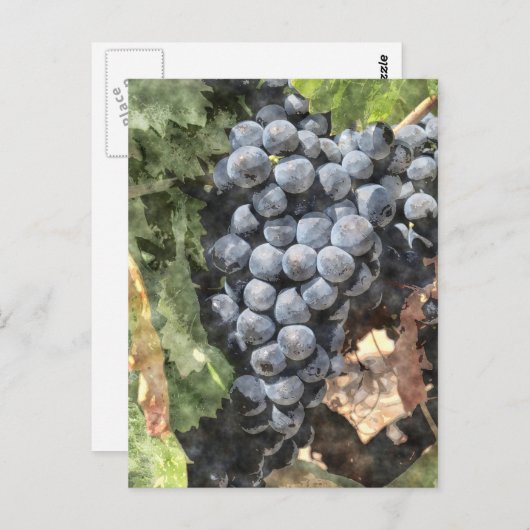 ブドウの束 ポストカード (正面/裏面)