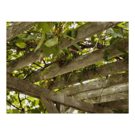 ブドウの林冠の下 ポスター