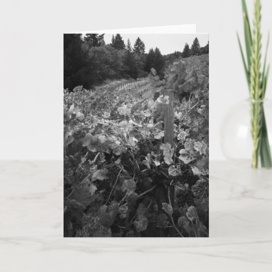 ブドウ園および丘のVineyard 1966年生地屋 カード (正面)