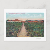 ブドウ園とワインセラーの空中表示 ポストカード (正面)