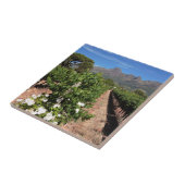 ブドウ園のビュー。ステレンボス タイル (側面)