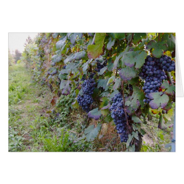 ブドウ園 (正面横)