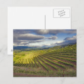 ブドウ園。ナパバレー。ナパ。ナパ郡 ポストカード (正面/裏面)