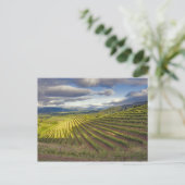 ブドウ園。ナパバレー。ナパ。ナパ郡 ポストカード (スタンド正面)