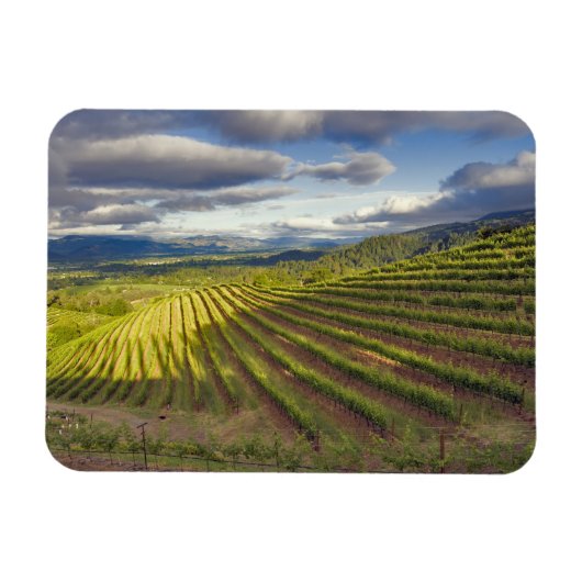 ブドウ園。ナパバレー。ナパ。ナパ郡 マグネット (横)