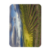 ブドウ園。ナパバレー。ナパ。ナパ郡 マグネット (縦)