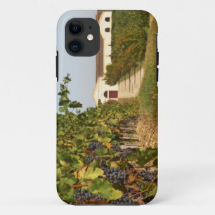ブドウ園、小粒の赤ワイン用ブドウのつる、遠景のワイナリー iPhone 11 ケース