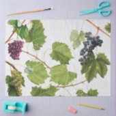 ブドウ地中海のヴィネヤードギリシャ島 薄葉紙 (クラフト)