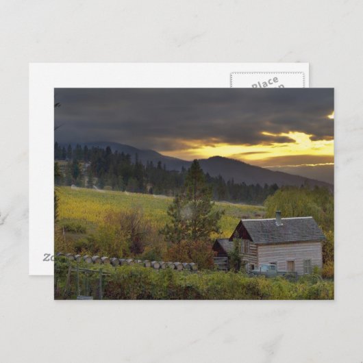 ブドウ畑と歴史的なログキャビンの上の夕日の空 ポストカード (正面/裏面)