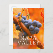 ブドウ畑に熟したブドウ ポストカード (正面/裏面)