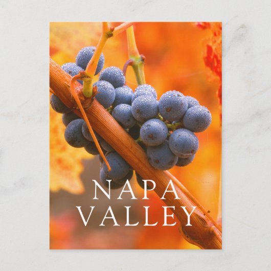 ブドウ畑に熟したブドウ ポストカード (正面)