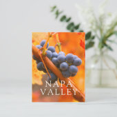 ブドウ畑に熟したブドウ ポストカード (スタンド正面)