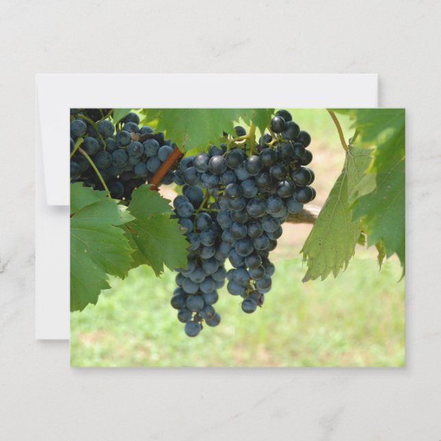 ブドウ畑 (正面)