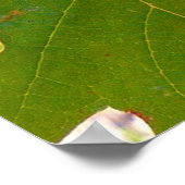 ブドウ畑 ポスター (角)