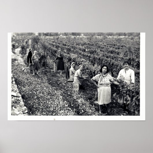 ブドウ畑 ポスター (正面)