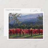 ブドウ畑 ポストカード (正面/裏面)