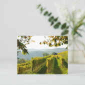 ブドウ畑 ポストカード (スタンド正面)