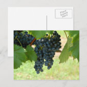 ブドウ畑 ポストカード (正面/裏面)