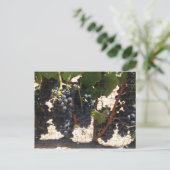 ブドウ畑 ポストカード (スタンド正面)