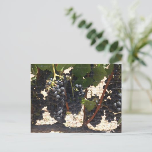 ブドウ畑 ポストカード (スタンド正面)