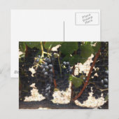 ブドウ畑 ポストカード (正面/裏面)