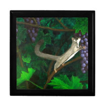 ブドウ糖滑空機つる植物