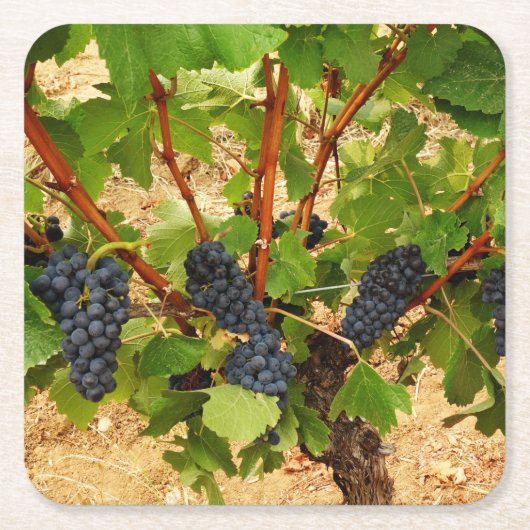 ブドウ紙コースター スクエアペーパーコースター (正面)