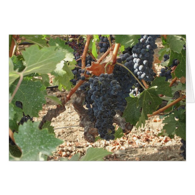 ブドウ (正面横)