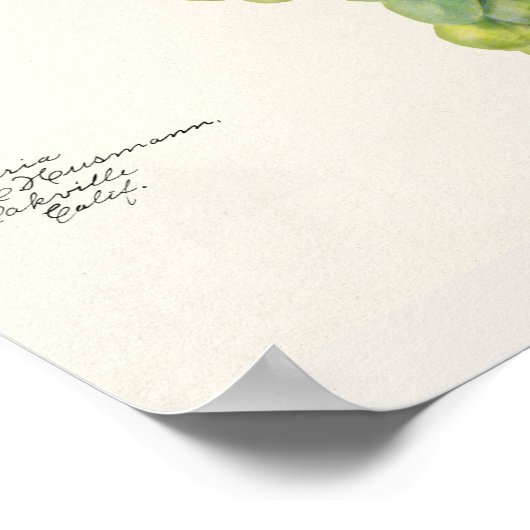 ブドウ(ビティス)フルーツウォーター絵画の色 ポスター (角)