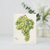 ブドウ(ビティス)フルーツウォーター絵画の色 ポストカード (スタンド正面)