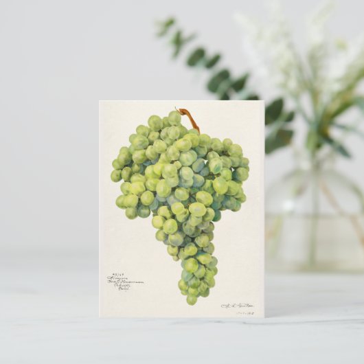 ブドウ（ビティス）フルーツウォーター絵画の色 ポストカード (スタンド正面)