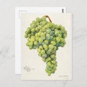 ブドウ(ビティス)フルーツウォーター絵画の色 ポストカード (正面/裏面)
