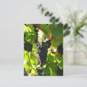 ブドウ – ポストカード (スタンド正面)