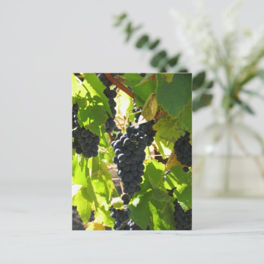 ブドウ – ポストカード (スタンド正面)