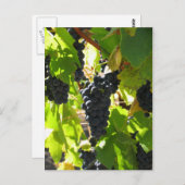 ブドウ – ポストカード (正面/裏面)