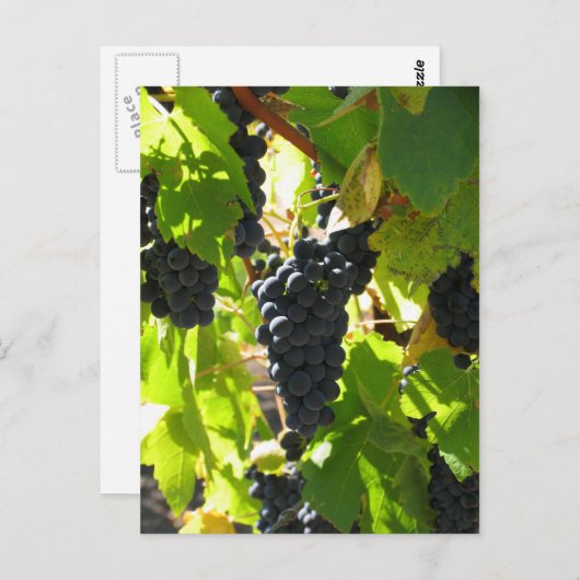 ブドウ – ポストカード (正面/裏面)