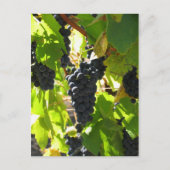 ブドウ – ポストカード (正面)