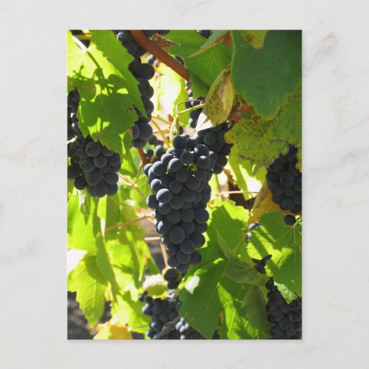 ブドウ – ポストカード (正面)