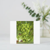 ブドウ ポストカード (スタンド正面)