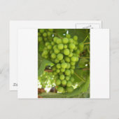 ブドウ ポストカード (正面/裏面)