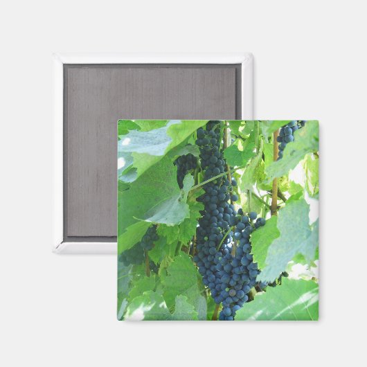 ブドウ マグネット (正面/裏面)