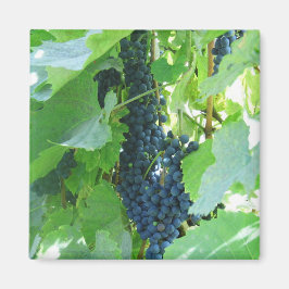 ブドウ マグネット