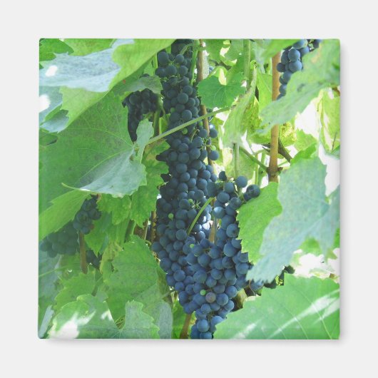 ブドウ マグネット (正面)