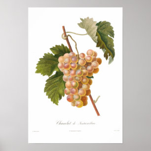 ブドウ、Chasselat deフォンテンブロー ポスター