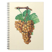 ブドウ"terret blanc"の、色: buttercream