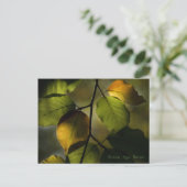 ブナのはがき ポストカード (スタンド正面)