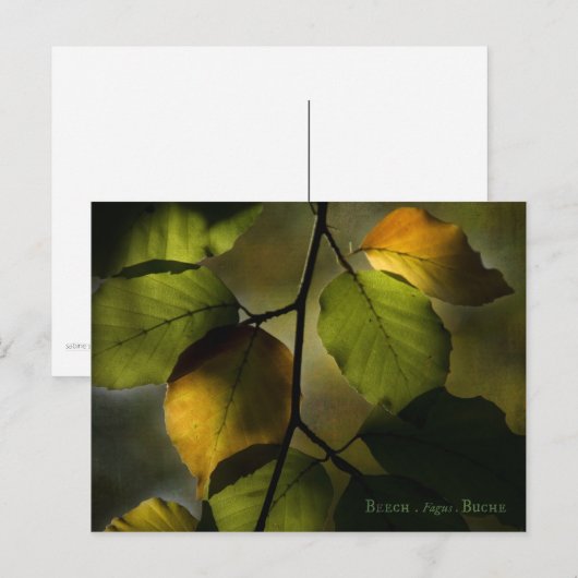 ブナのはがき ポストカード (正面/裏面)