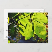 ブナのクローズアップ葉写真 ポストカード (正面/裏面)