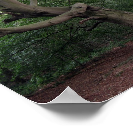 ブナの巨木 ポスター (角)