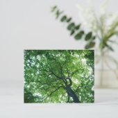 ブナの木はがき ポストカード (スタンド正面)